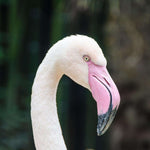 Anmutiger Flamingo Diamond Painting Motiv