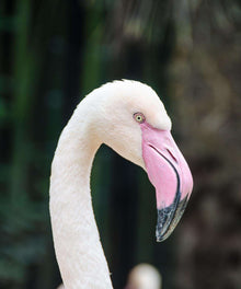 Anmutiger Flamingo Diamond Painting Motiv