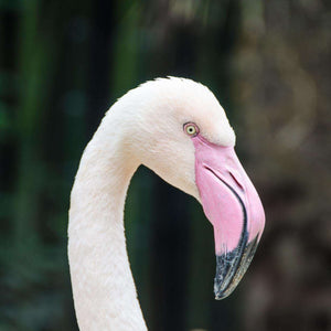 Anmutiger Flamingo Diamond Painting Motiv