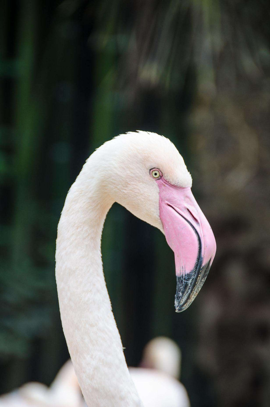 Anmutiger Flamingo Diamond Painting Motiv