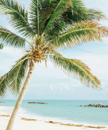 Palme am Meer Diamond Painting mit Strand und türkisblauem Wasser