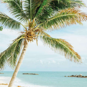 Palme am Meer Diamond Painting mit Strand und türkisblauem Wasser