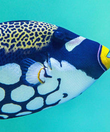 Tropischer blauer Fisch - Diamond Painting Unterwassermotiv