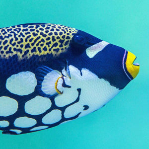 Tropischer blauer Fisch - Diamond Painting Unterwassermotiv