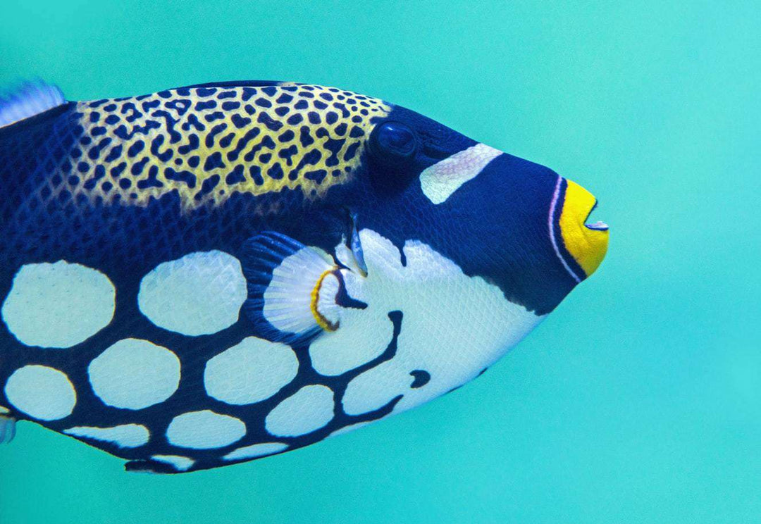 Tropischer blauer Fisch - Diamond Painting Unterwassermotiv