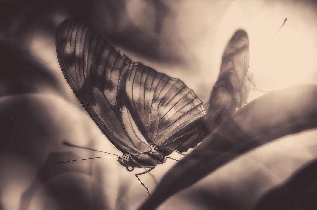 Schmetterlings-Silhouette - Diamond Painting Schmetterlingsmotiv