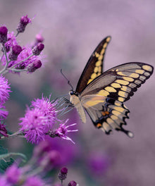 Lila Schmetterling auf Blumen Diamond Painting Motiv