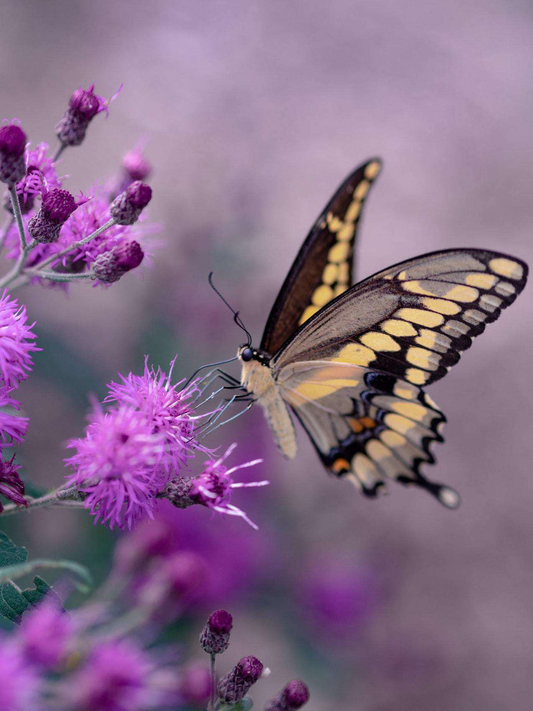Lila Schmetterling auf Blumen Diamond Painting Motiv