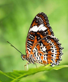 Schmetterling im Grünen - Diamond Painting Naturmotiv