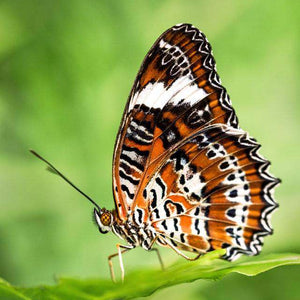 Schmetterling im Grünen - Diamond Painting Naturmotiv