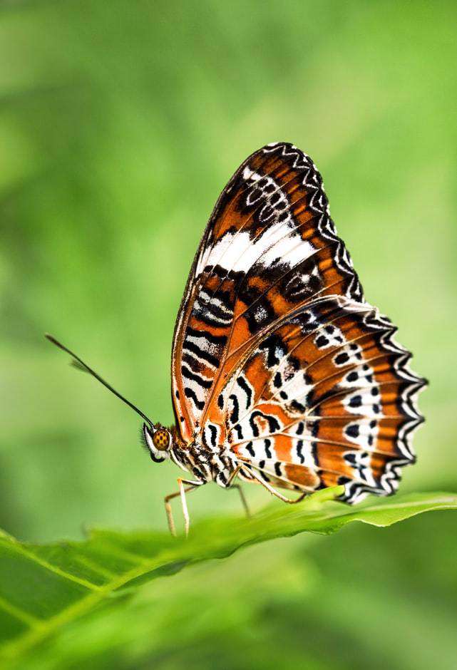 Schmetterling im Grünen - Diamond Painting Naturmotiv