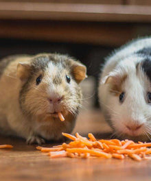 Meerschweinchen mit Karotten Diamond Painting