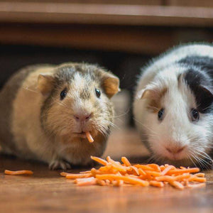 Meerschweinchen mit Karotten Diamond Painting