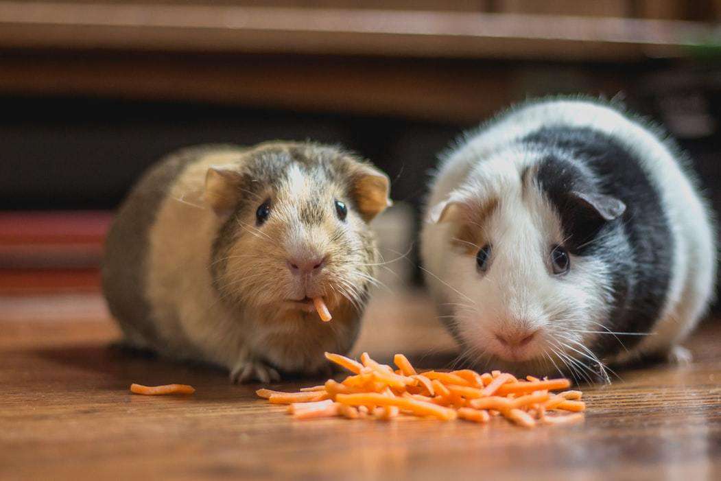 Meerschweinchen mit Karotten Diamond Painting
