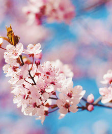 Frühlingsblüte Diamond Painting