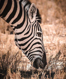 Zebra in der Savanne - Diamond Painting Tiermotiv