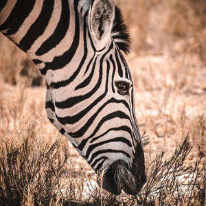 Zebra in der Savanne - Diamond Painting Tiermotiv
