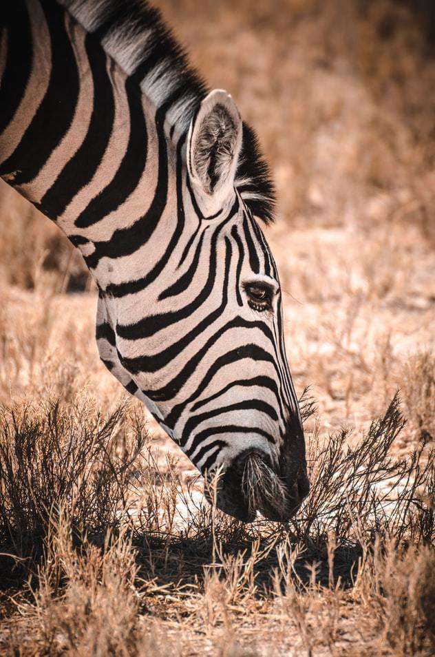 Zebra in der Savanne - Diamond Painting Tiermotiv