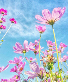 Blumen im Frühling Diamond Painting