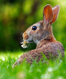 Kaninchen im Gras Wiesenmotiv Diamond Painting