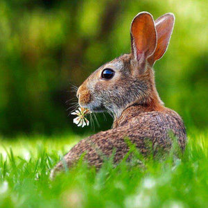 Kaninchen im Gras Wiesenmotiv Diamond Painting