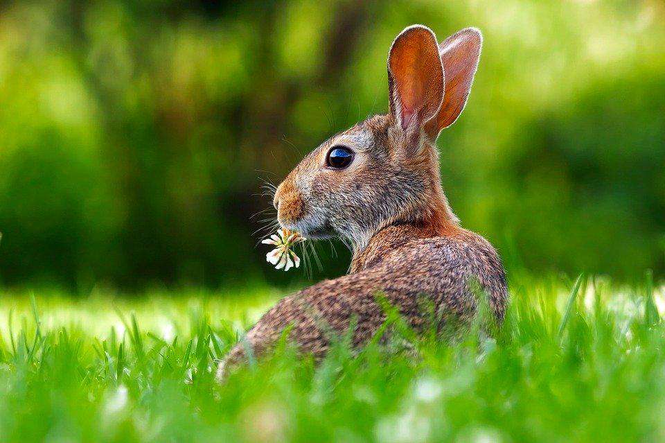 Kaninchen im Gras Wiesenmotiv Diamond Painting