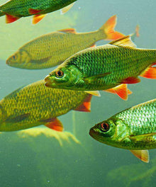 Fischfamilie im Wasser - Diamond Painting Motiv