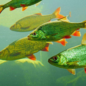 Fischfamilie im Wasser - Diamond Painting Motiv
