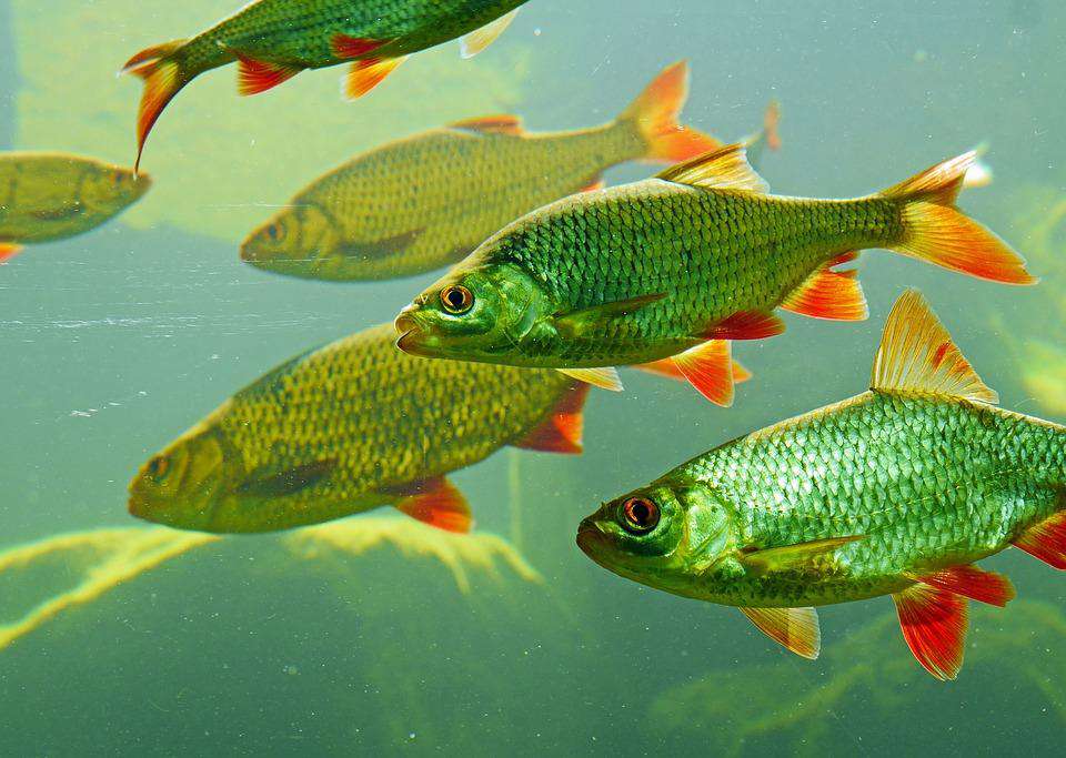 Fischfamilie im Wasser - Diamond Painting Motiv
