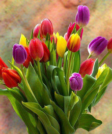 Bunte Tulpen Frühling Diamond Painting
