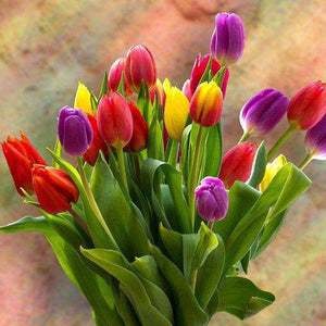 Bunte Tulpen Frühling Diamond Painting