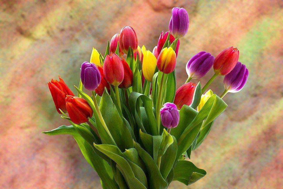 Bunte Tulpen Frühling Diamond Painting