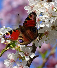 Schmetterling und Blumen - Diamond Painting Blumenmotiv