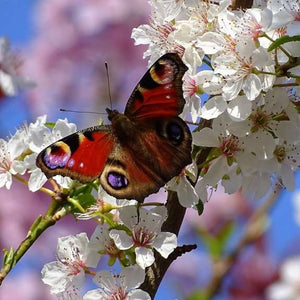 Schmetterling und Blumen - Diamond Painting Blumenmotiv