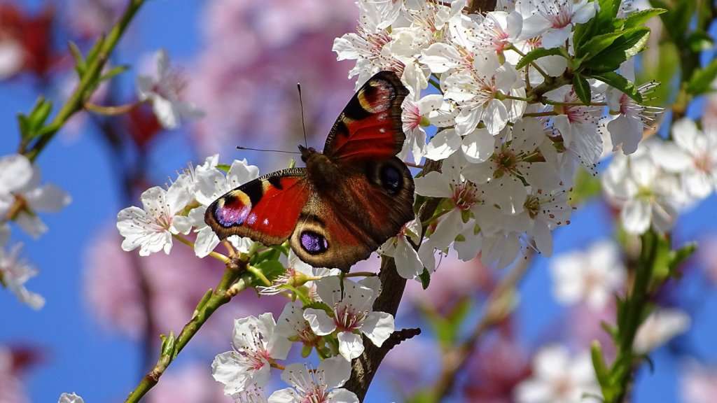 Schmetterling und Blumen - Diamond Painting Blumenmotiv