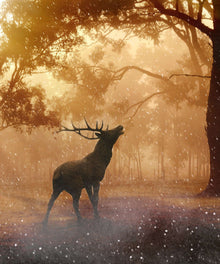 Rotwild im Wald Diamond Painting mit Hirsch im Licht