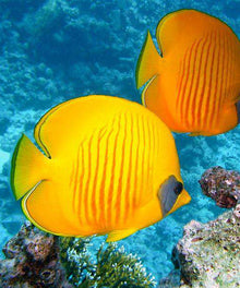 Orange-gelbe Fische im Korallenriff Diamond Painting Motiv