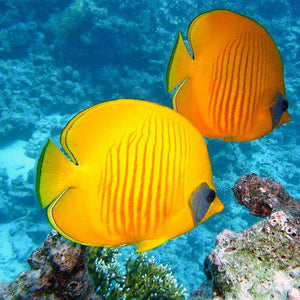 Orange-gelbe Fische im Korallenriff Diamond Painting Motiv