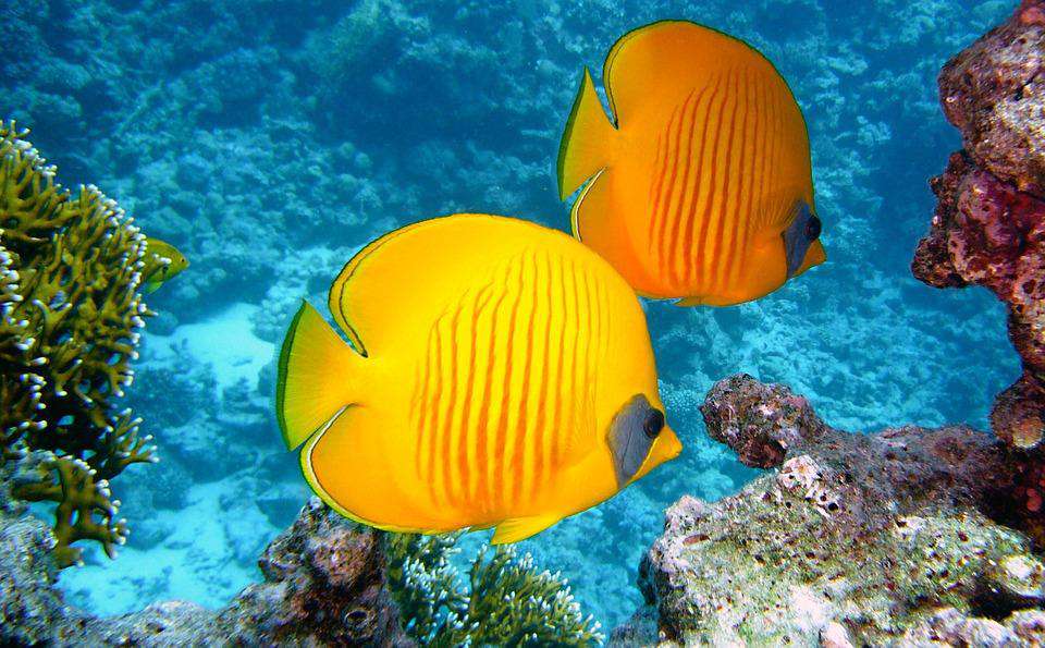 Orange-gelbe Fische im Korallenriff Diamond Painting Motiv